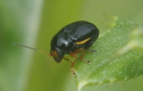 Cryptocephalus bameuli